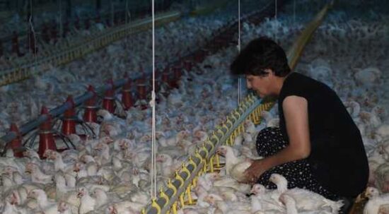 Tavuk Çiftliği Hibesi Şartları Nelerdir?