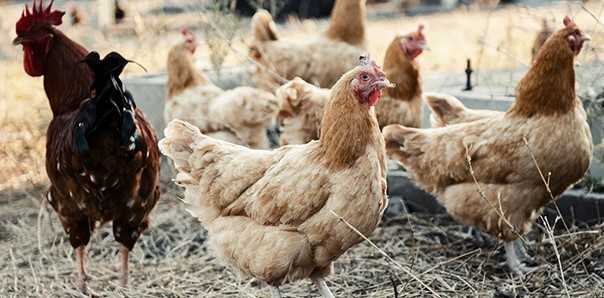 Tavuk Çiftliği Kuracak Gençlerde Aranan Şartlar Nelerdir?